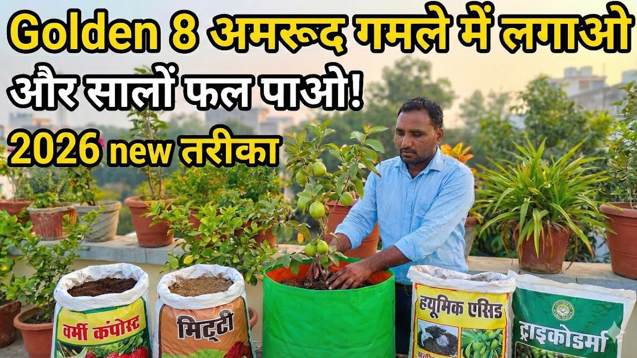 गमले में लगाएँ Golden 8 अमरूद | छोटे पौधे में भर-भर के फल