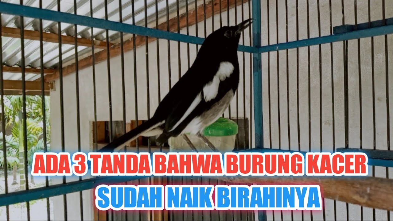 CIRI - CIRI BURUNG KACER BIRAHI NYA SUDAH NAIK