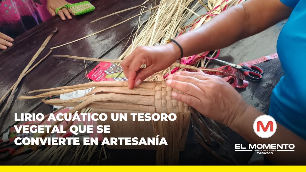 Lirio acu&aacute;tico un tesoro vegetal que se convierte en artesan&iacute;a
