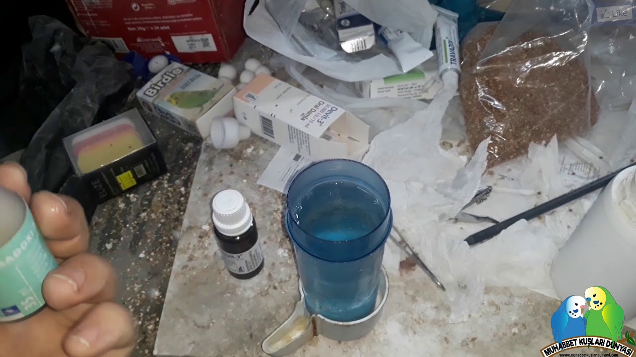 Kuşlarda Astım ve Solunum Tedavisinde 2.Gün