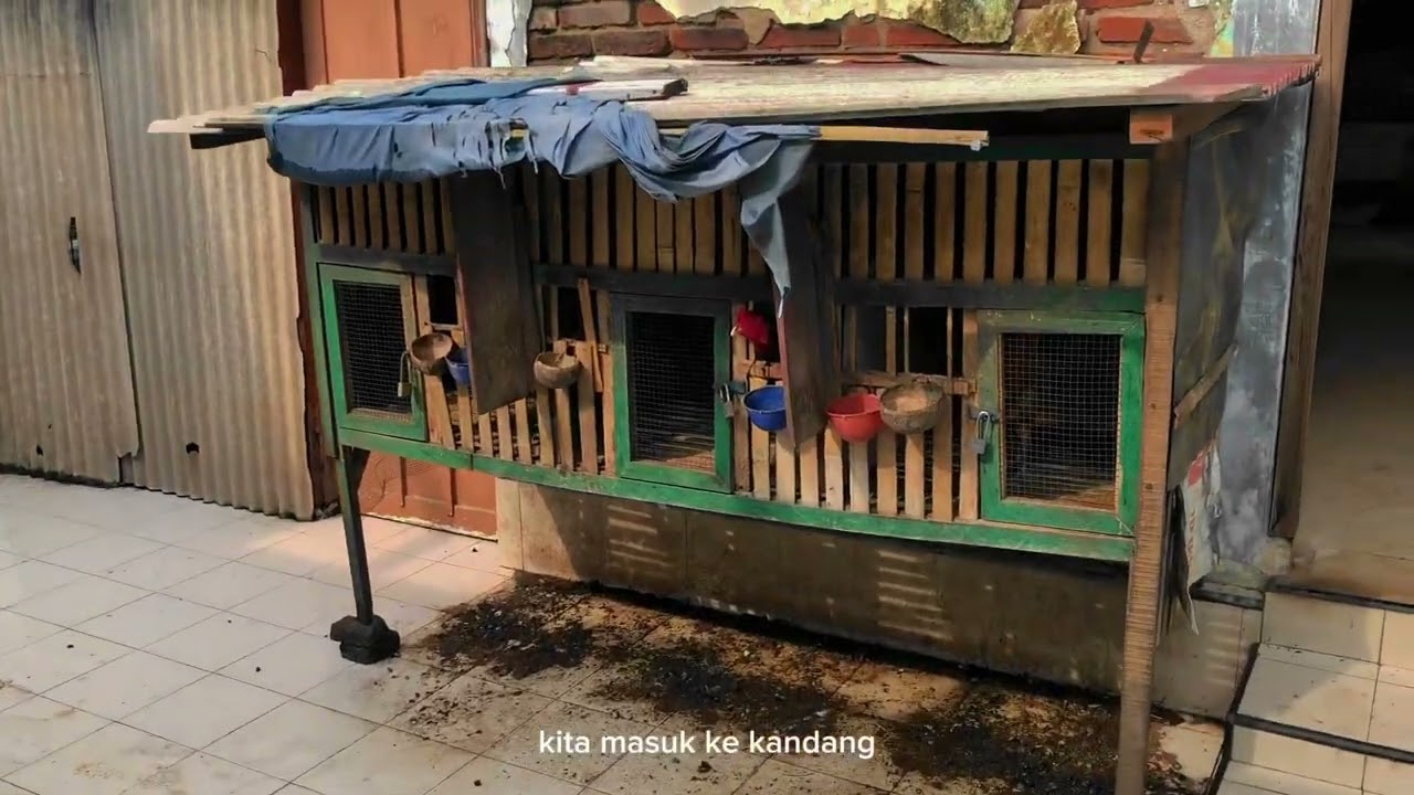 JALAN-JALAN DI PETERNAKAN AYAM ADUAN TEAM BAHANA KOTA SERANG BANTEN!!!
