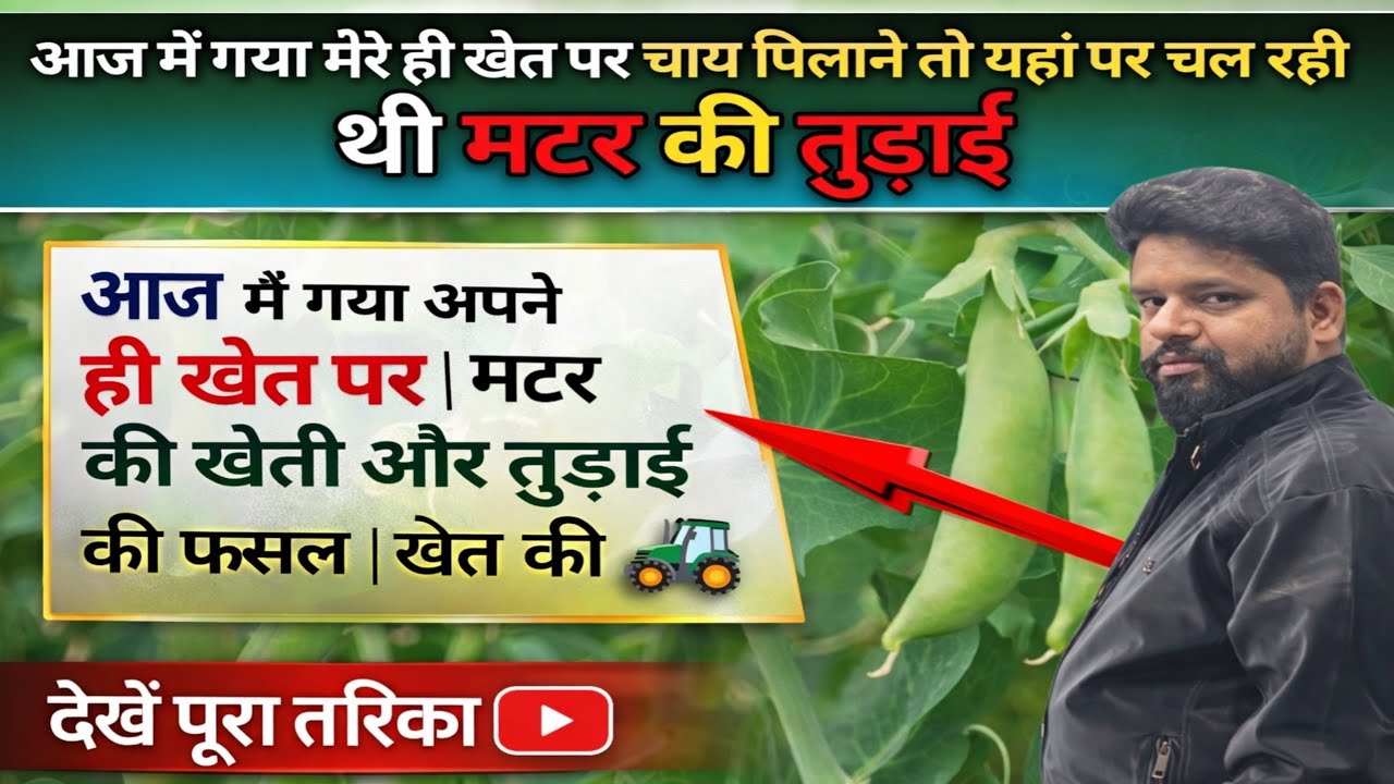 आज मैं गया अपने ही खेत पर | मटर की खेती और तुडाई की फसल | खेत की सच्चाई 🌱🚜@Hmvlogs