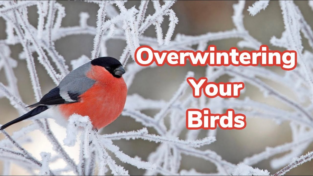 Overwintering Your Birds | Surviving the winter