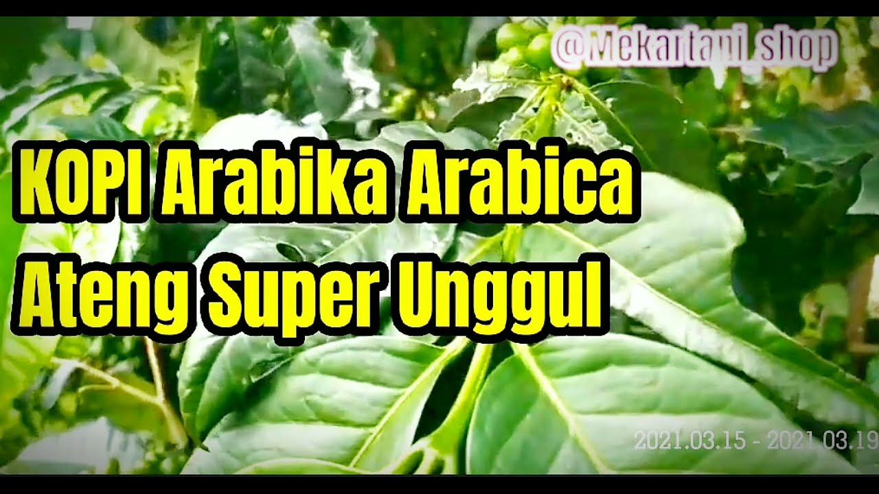 Bibit Kopi Arabica Arabika Unggulan