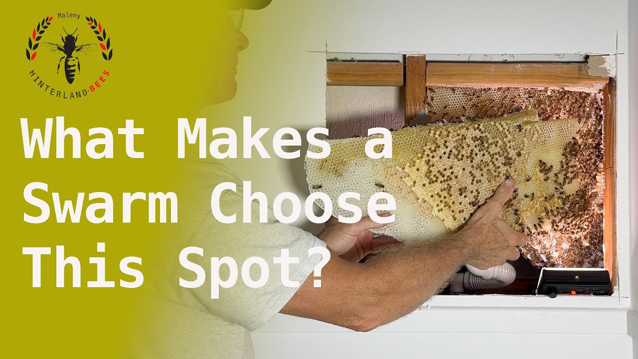 Why do bees love brick veneer homes?