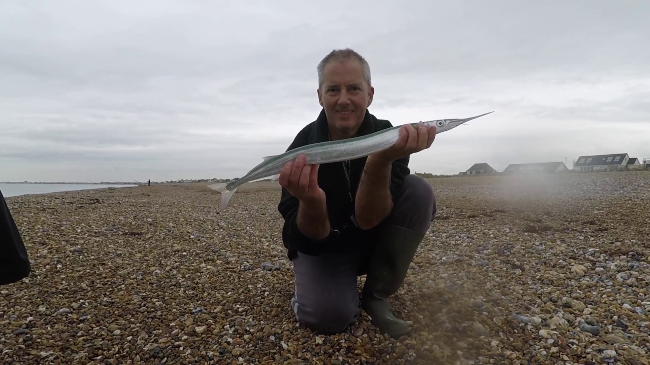 Garfish on the float