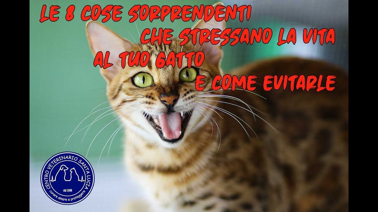 96 - le 8 cose sorprendenti che stressano la vita al tuo gatto e come evitarle