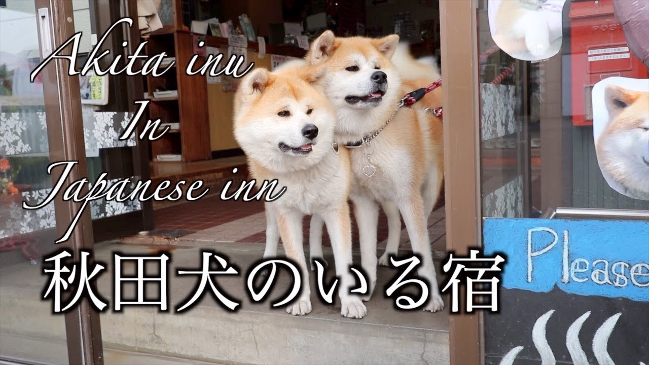 【秋田犬・Vlog】秋田犬に会うことができる温泉宿に泊まって来ました〜Akita inu in japanese inn〜