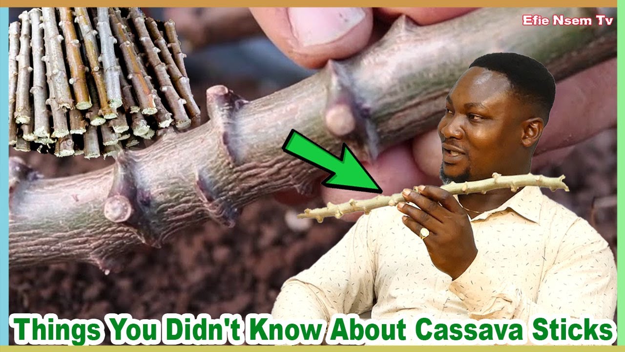 Prophet Kesse goes deep into to power of cassava leaf and stick | Ahaban Tumi