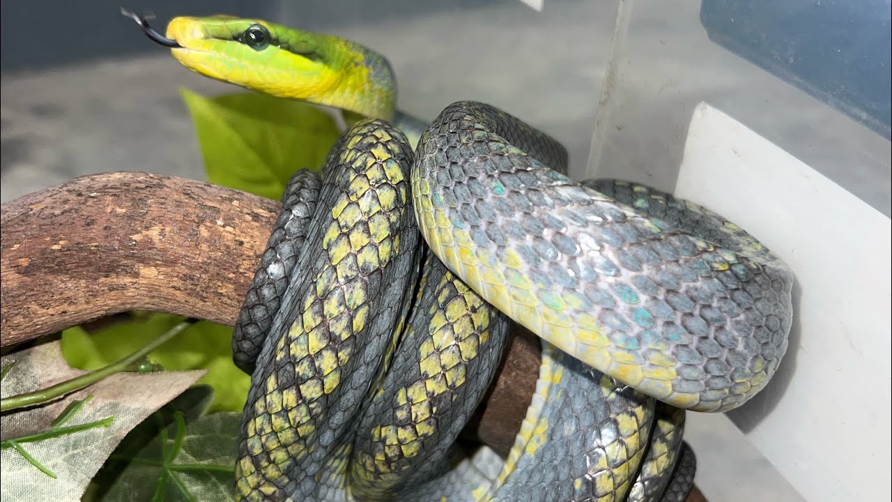 BREAKING into the reptile world!! (Gonyosoma oxycephalum baby!!!)