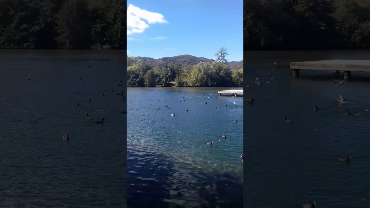 Canards et rats gondins