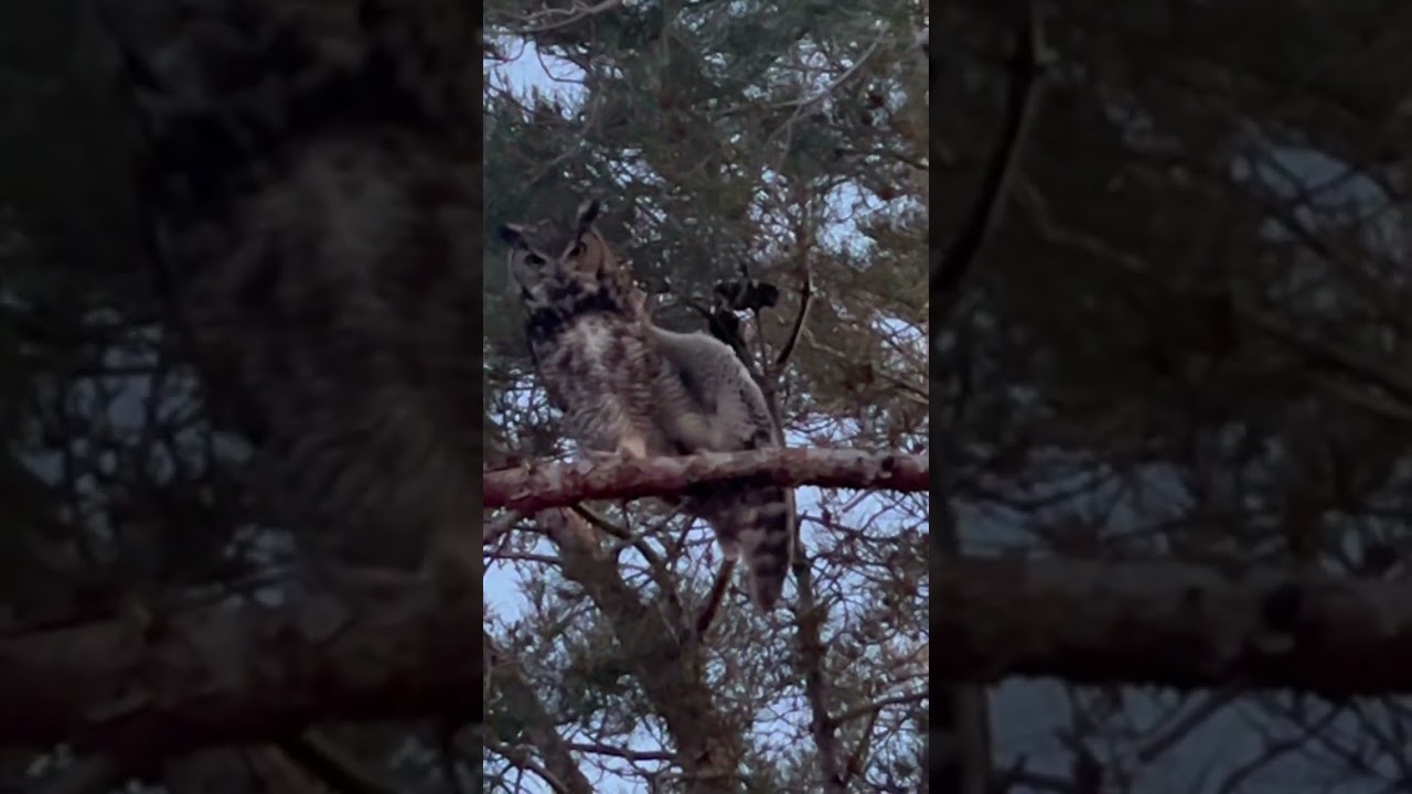 Great horned owl close to dusk stretching his wings in Kingman Arizona