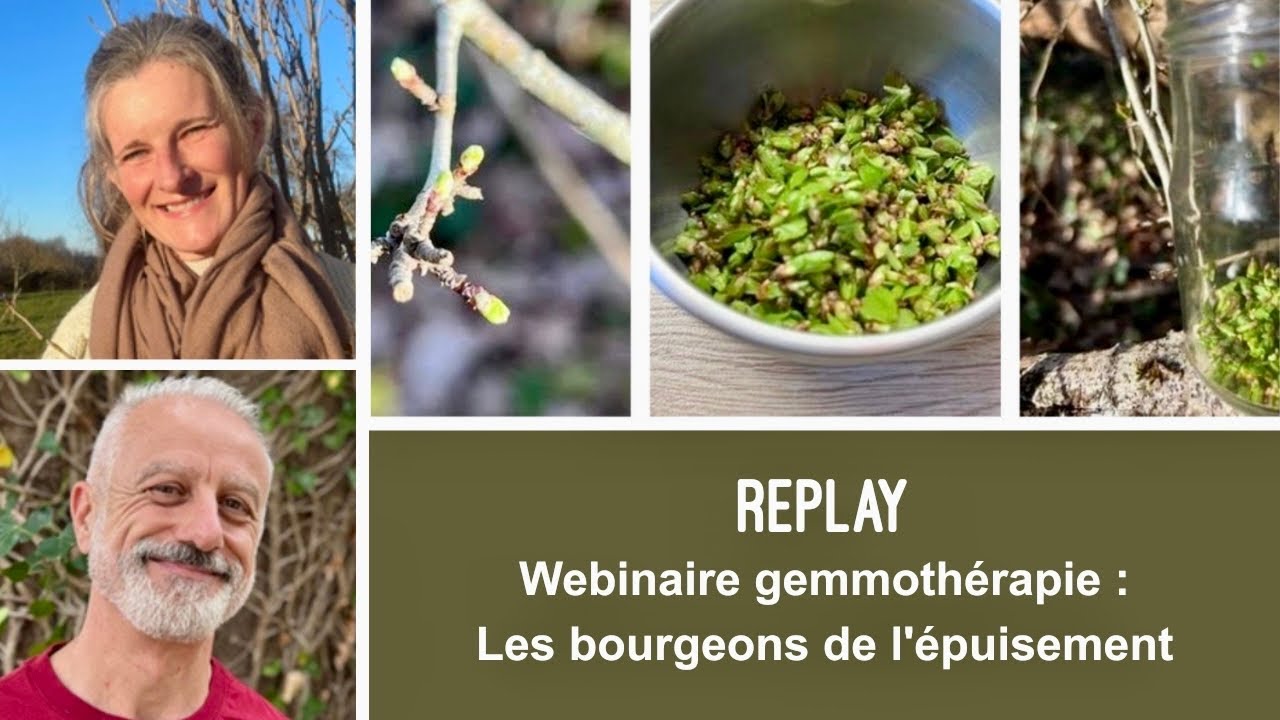 Gemmotherapie de l'épuisement (replay du webinaire)