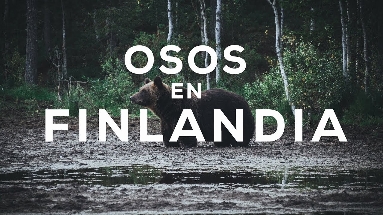 Viaje a Finlandia : Nuestra experiencia con OSOS (Kuusamo)