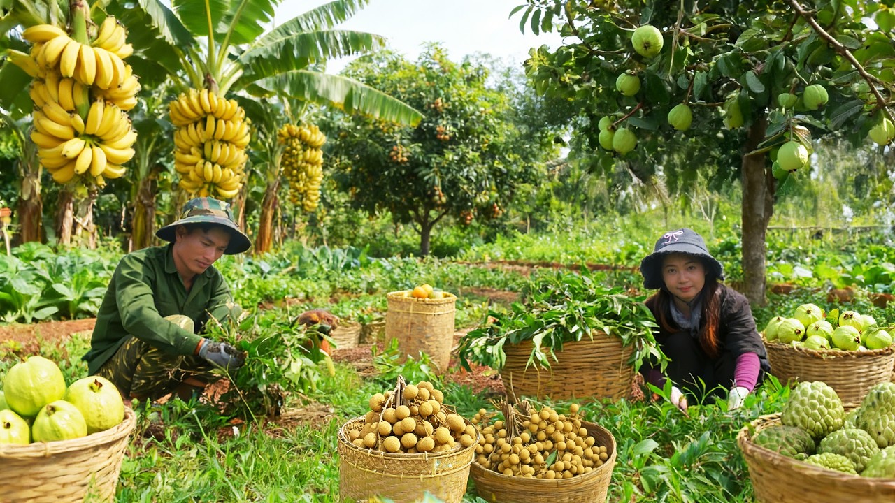 Harvest Wild Vegetables, Banana, Longan, Guava... To Sell At The Market – Cook With Them, Farming