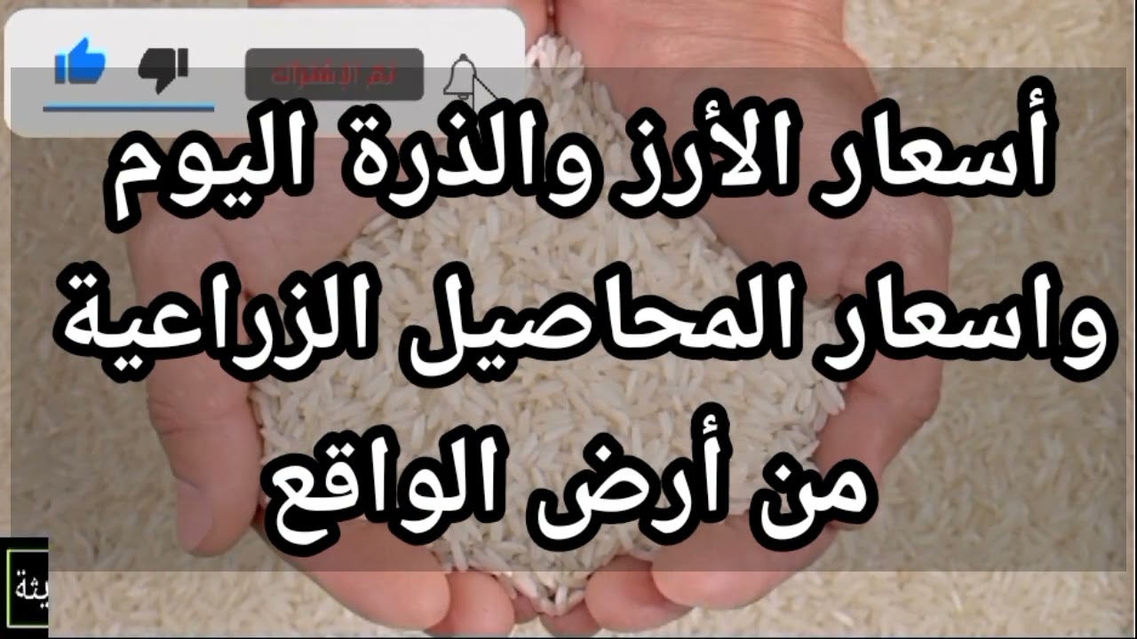 اسعار الارز الشعير اليوم 🌽 تحديث أسعار الخامات اليوم في مصر + توقعات الفترة الجاية