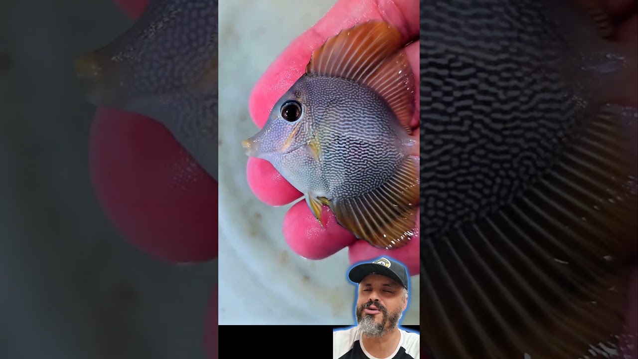 voce prefere o yellow Tang ou purple tang? mas tem o hibrido 