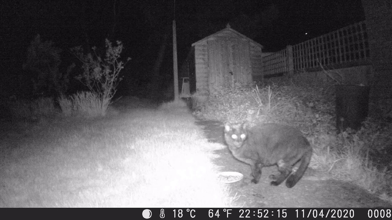 In The Garden At Night