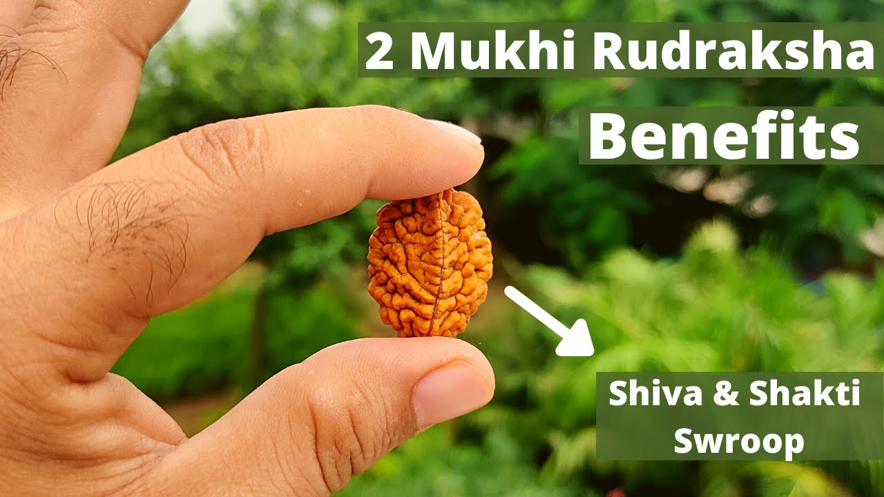 2 Mukhi Rudraksha Benefits | dwimukhi rudraksha | How & who should wear