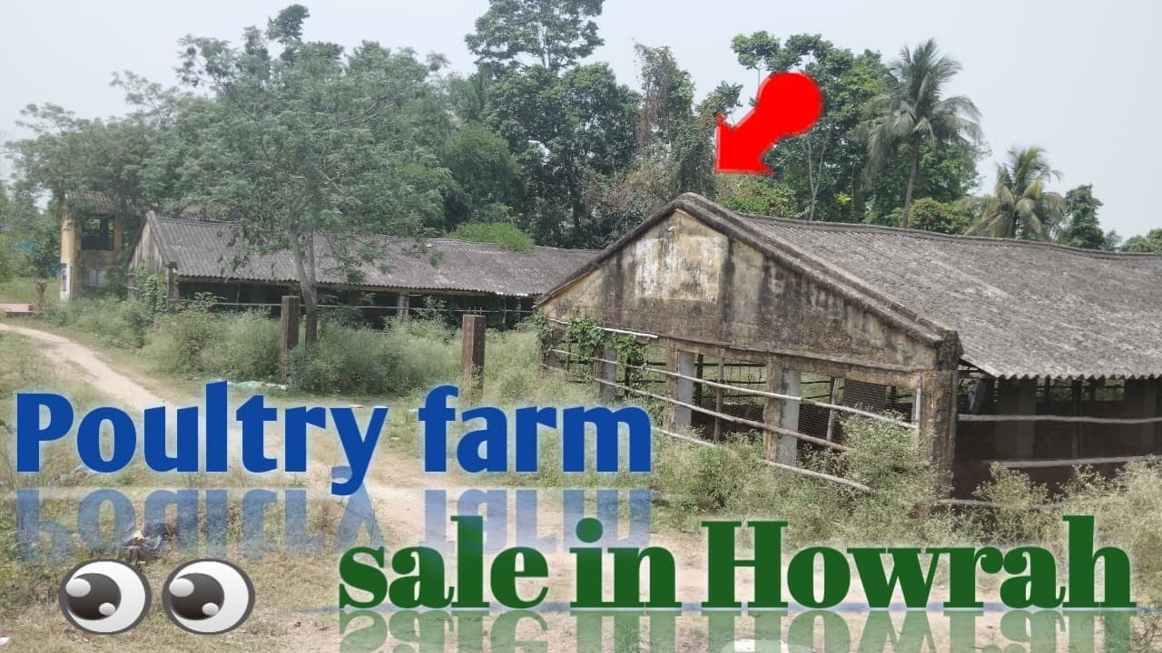 Land for sale, 2 Bigha, ( poultry farm ) Aria of Howrah, West Bengal India,
