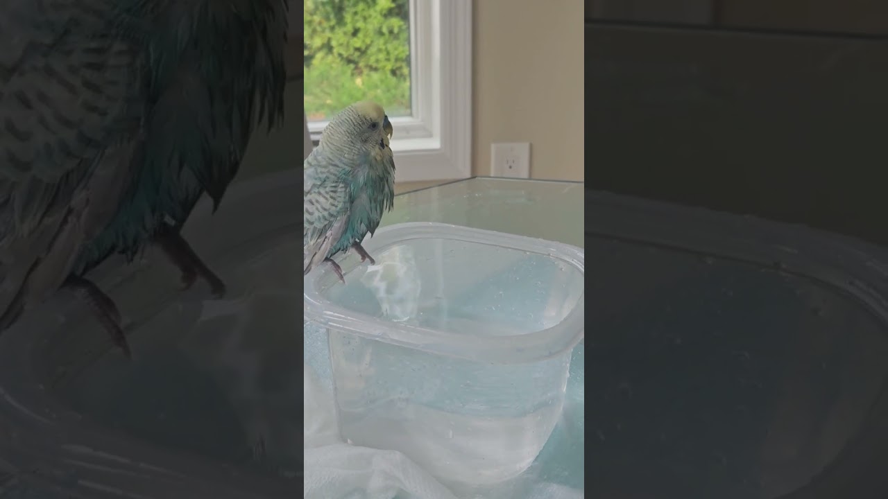 Time for a bath #parakeet #birdchirping #birdbaths #bathtime