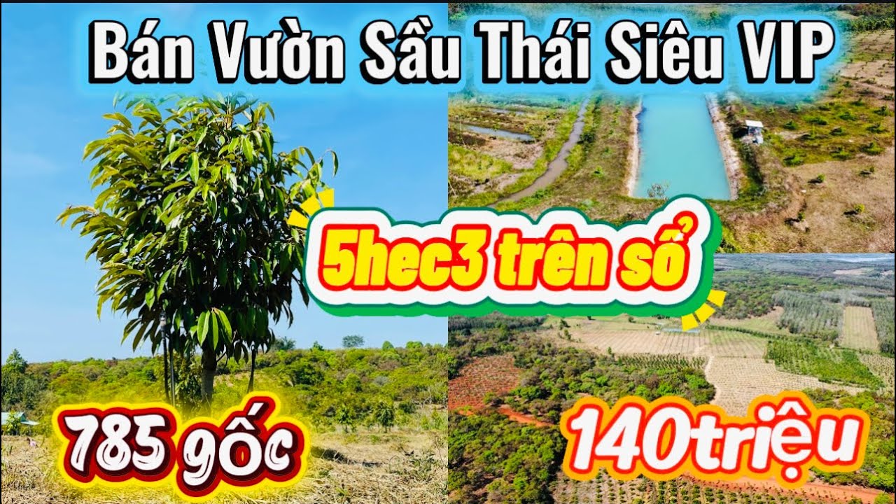 💥Đã Bán💥vườn sầu riêng Thái 6 tháng tuổi siêu VIP tổng diện tích 5hec3(thực tế 6hec) giá 140triệu