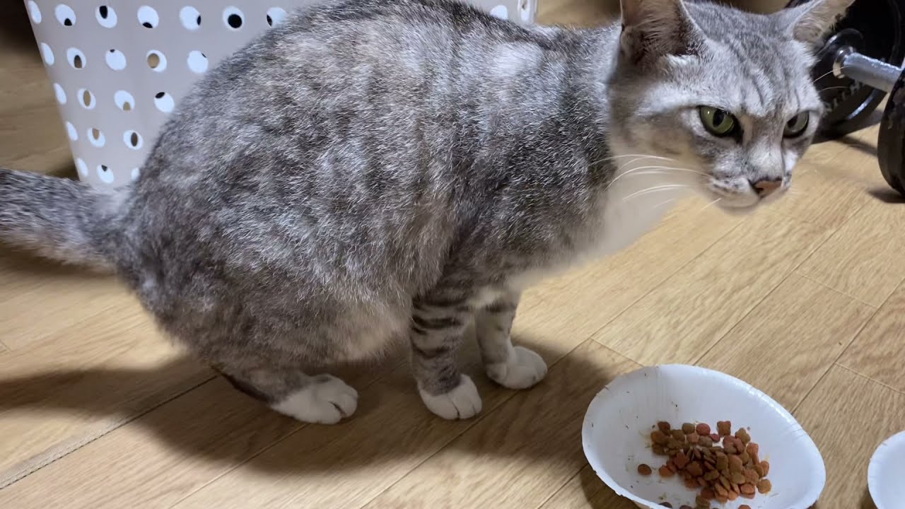 時には甘えたいタイガーママ