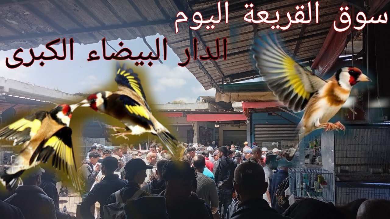 سوق القريعة اليوم  لجميع عشاق طيور الزينة بأثمنة مناسبة جداً 💣🪺🦜💯#سوق_القريعة