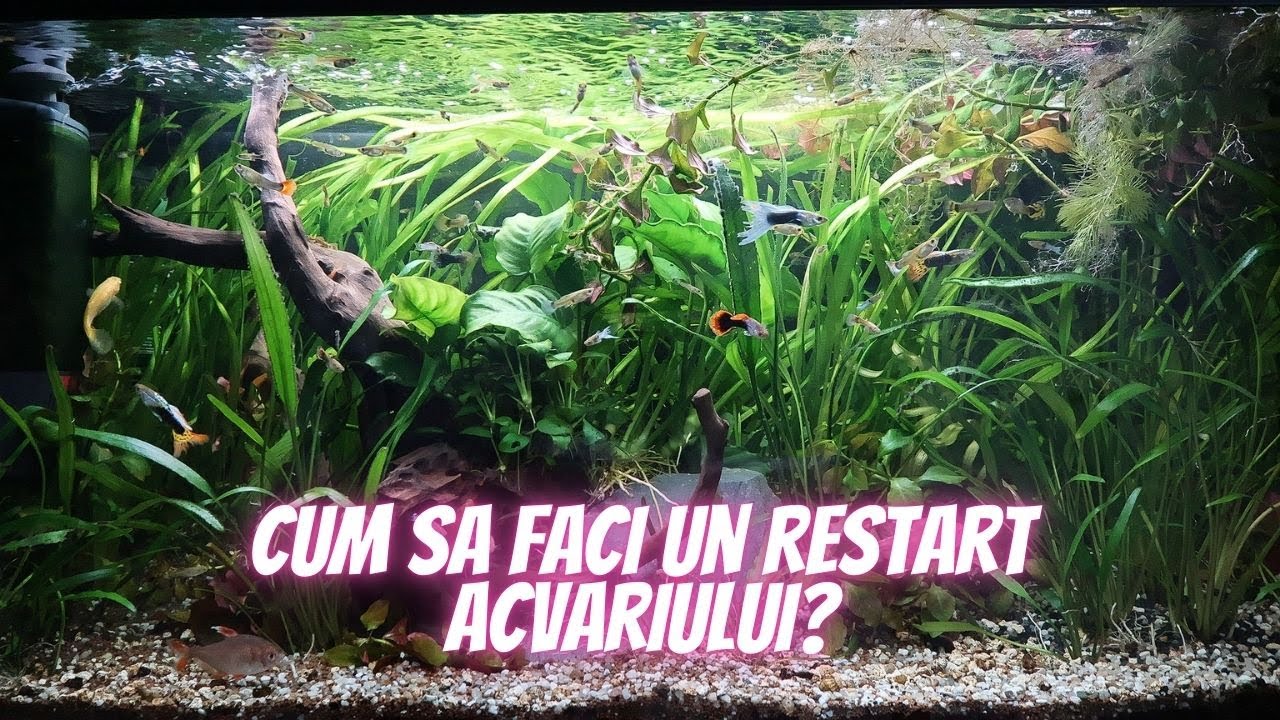 DAM UN RESTART ACVARIULUI MARE