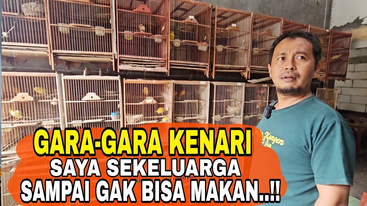 RING MOZEZ‼️PETERNAK LAWAS YANG JATUH BANGUN DI DUNIA PETERNAKAN KENARI