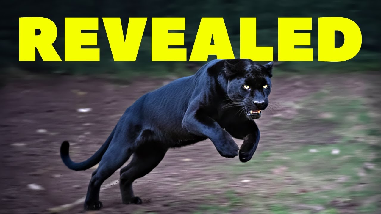 Nothing About North America&rsquo;s Black Panther Is Normal&hellip; Here&rsquo;s Why