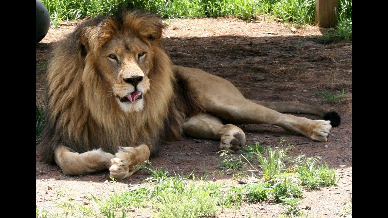 Wild Cat Science: Fur Coloration & Sexual Dimorphism