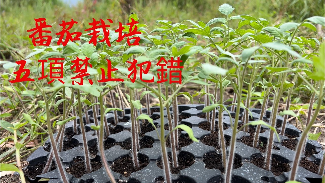【種番茄栽培技術】栽苗的五項🈲止犯的錯【嬌女與黑珍珠】避開這幾項番茄茁壯成長