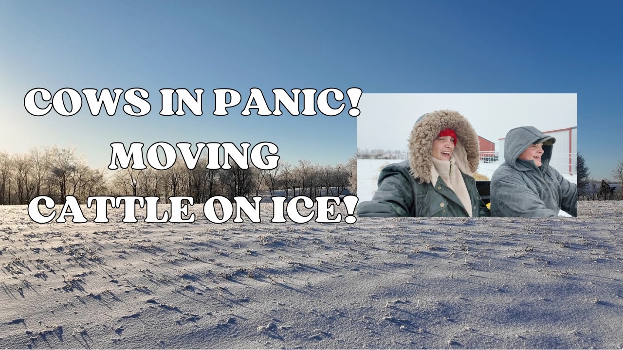 Snowmageddon Panic: Our Cows Wouldn’t Eat or Drink for 2 Days