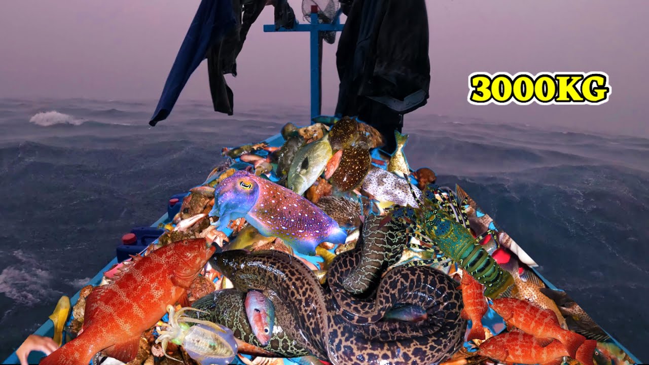 Cặp Bến Bán 3 Tấn Hải Sản Thu Về 100 Triệu - Quy Trình Bán Hải Sản Sẽ NTN