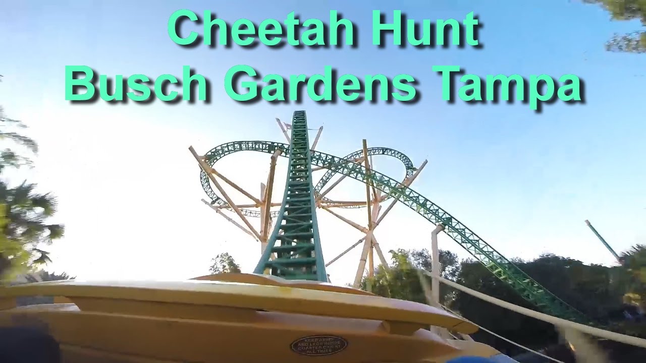 Cheetah Hunt Roller Coaster at Sunset OnRide Front Seat HD POV Busch Gardens Tampa