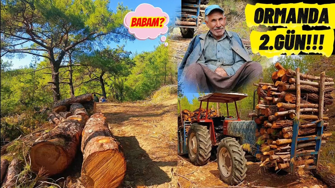 ORMANDA 2.GÜN !!! babamla kesim yapıyoruz 