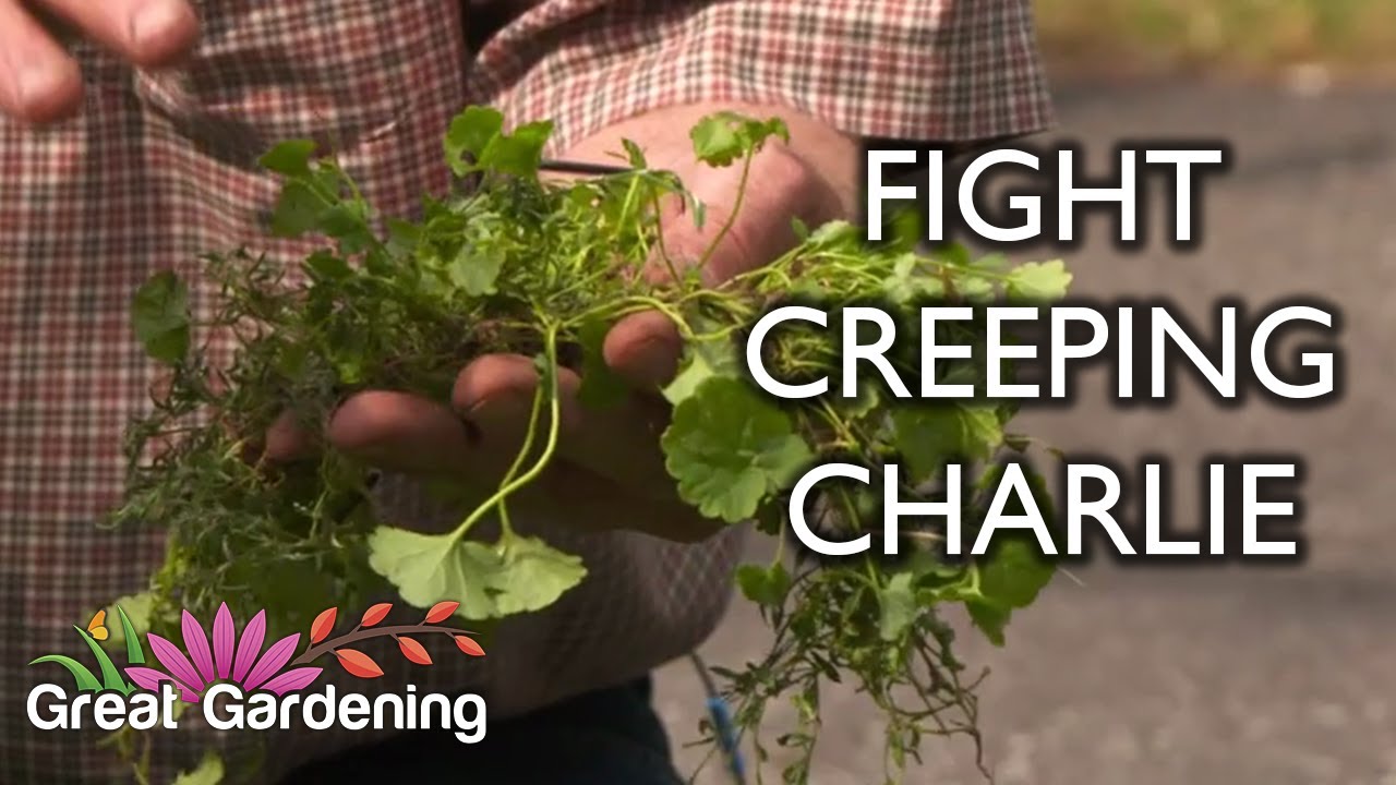 Get Rid of Creeping Charlie Tips