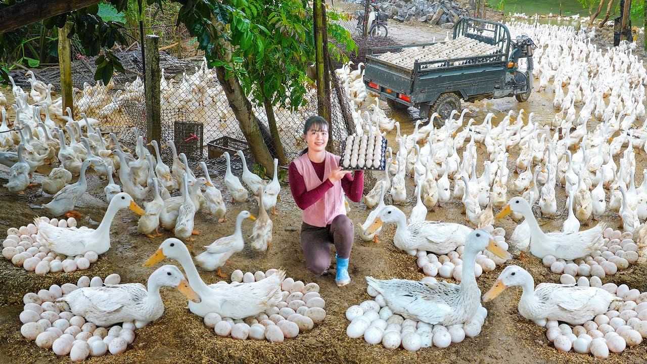 Harvest Many Eggs On The Duck Farm, Use 3-Wheeled Truck Transport Duck Eggs Go To Market Sell