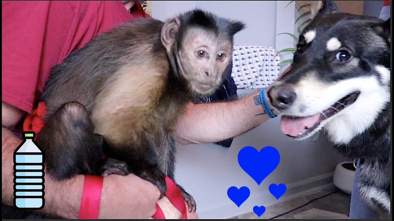 Capuchin Monkey Makes Friends With Hybrid Wolf Dog & His Mommy (Sweet Monkey)