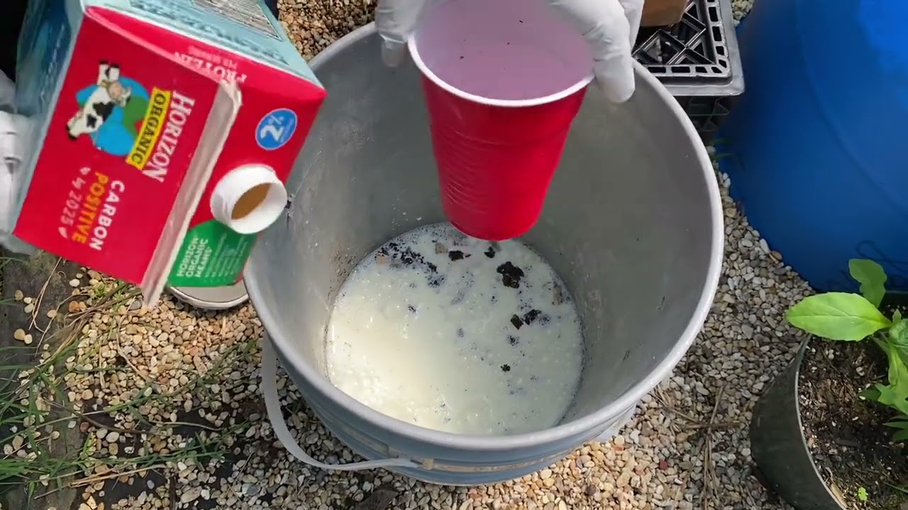 Cách bón phân cho cà chua được nhiều hoa & trái không bị đen nhỏ & nứt | How to stop tomato cracking