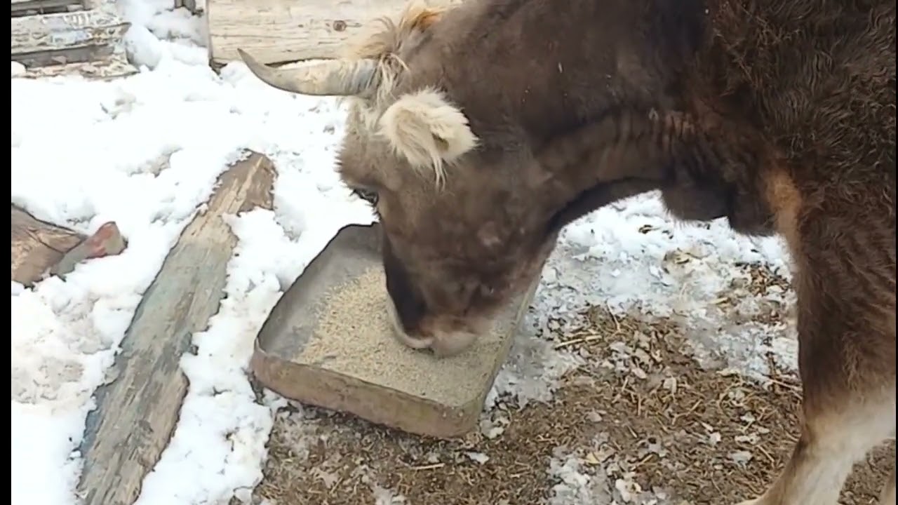 Animals world@cow