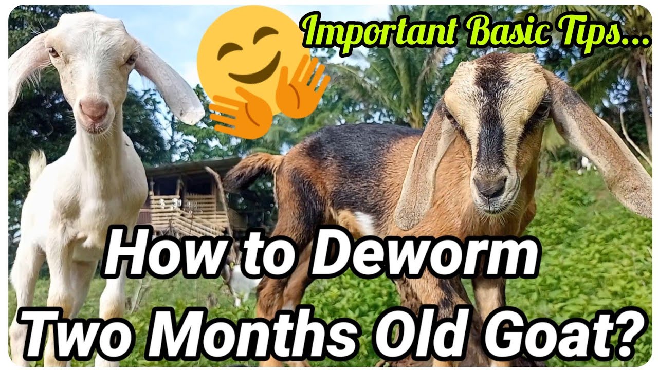 『Paano Mag-deworm ng Two Months Old na Batang Kambing?』〘Dapat ba talaga?〙