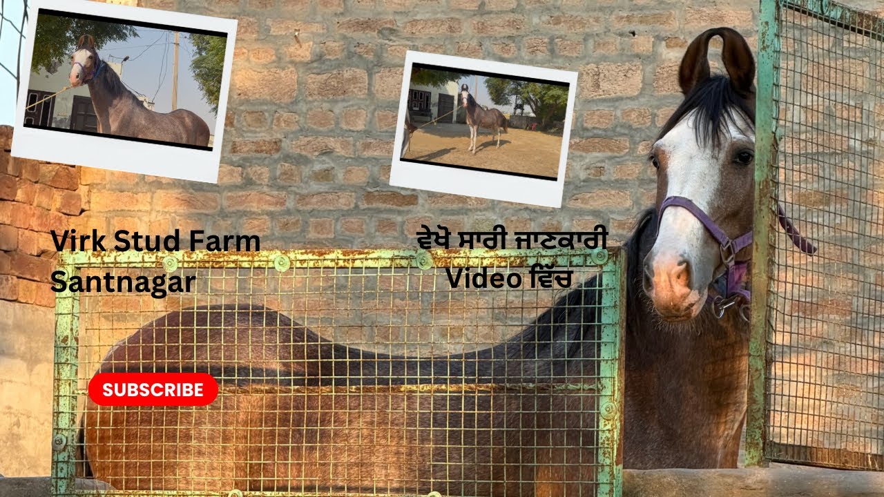 ਆਪਣੇ Farm ਦੇ ਵਿੱਚ ਇੱਕ ਨਵੀਂ ਘੋੜੀ ਲਿਆਂਦੀ ✌🏻Sarri ਜਾਣਕਾਰੀ ਘੋੜੀ ਦੀ ਇਸ Video ਵਿੱਚ ਦਿਤੀ ਹੈ 👍🏻#hashtag 