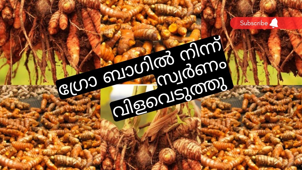 😮😮Harvesting turmeric from the grow bag| ഗ്രോ ബാഗിൽ നിന്ന് മഞ്ഞൾ വിളവെടുപ്പ് #fasaluanakkra #vlogs