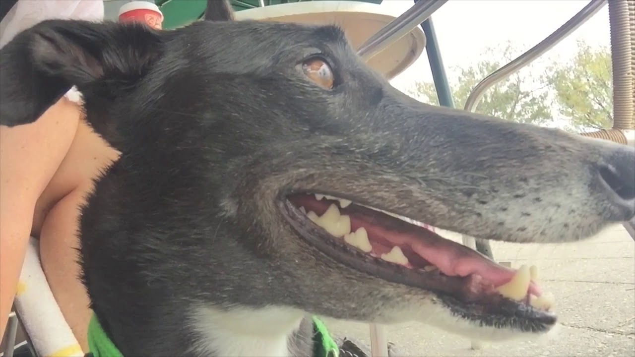 A day in the life of Olive the Greyhound