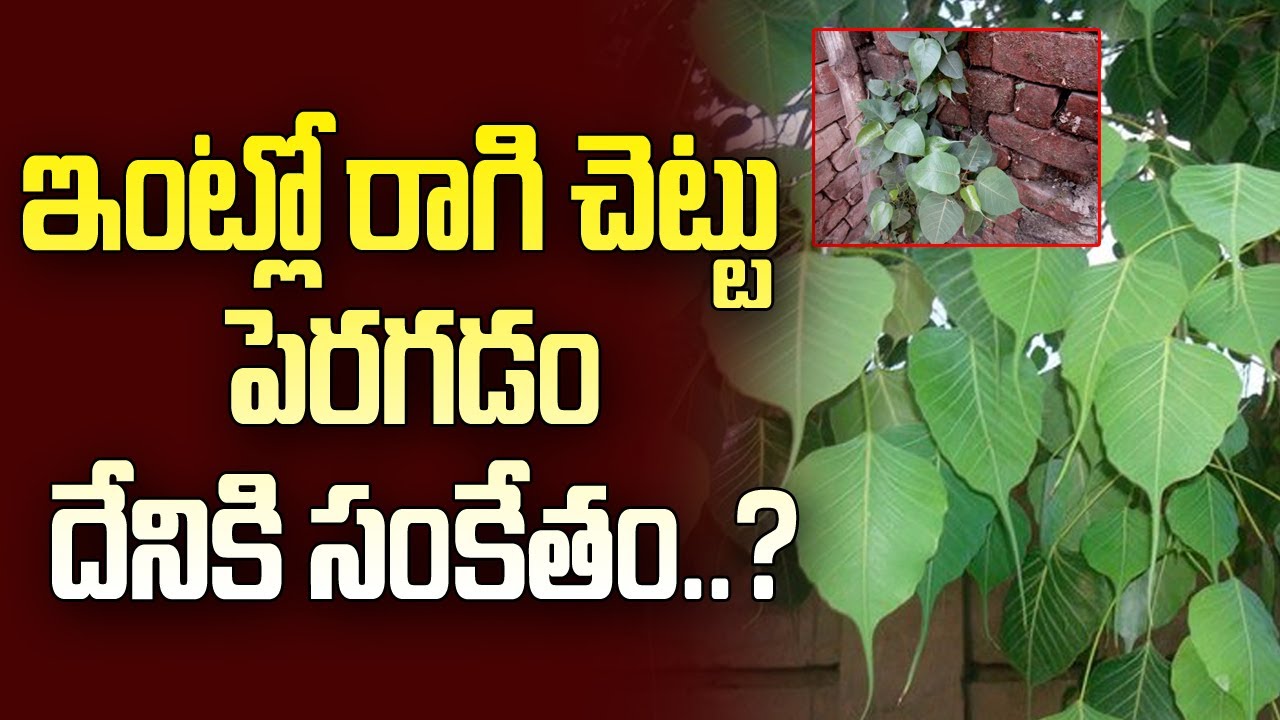 ఇంట్లో రాగి చెట్టు పెరగడం దేనికి సంకేతం..? ||  Importance of Ravi Chettu || Talapatram