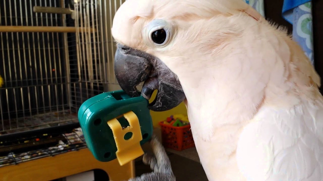 Kill The Toy Tape Measure