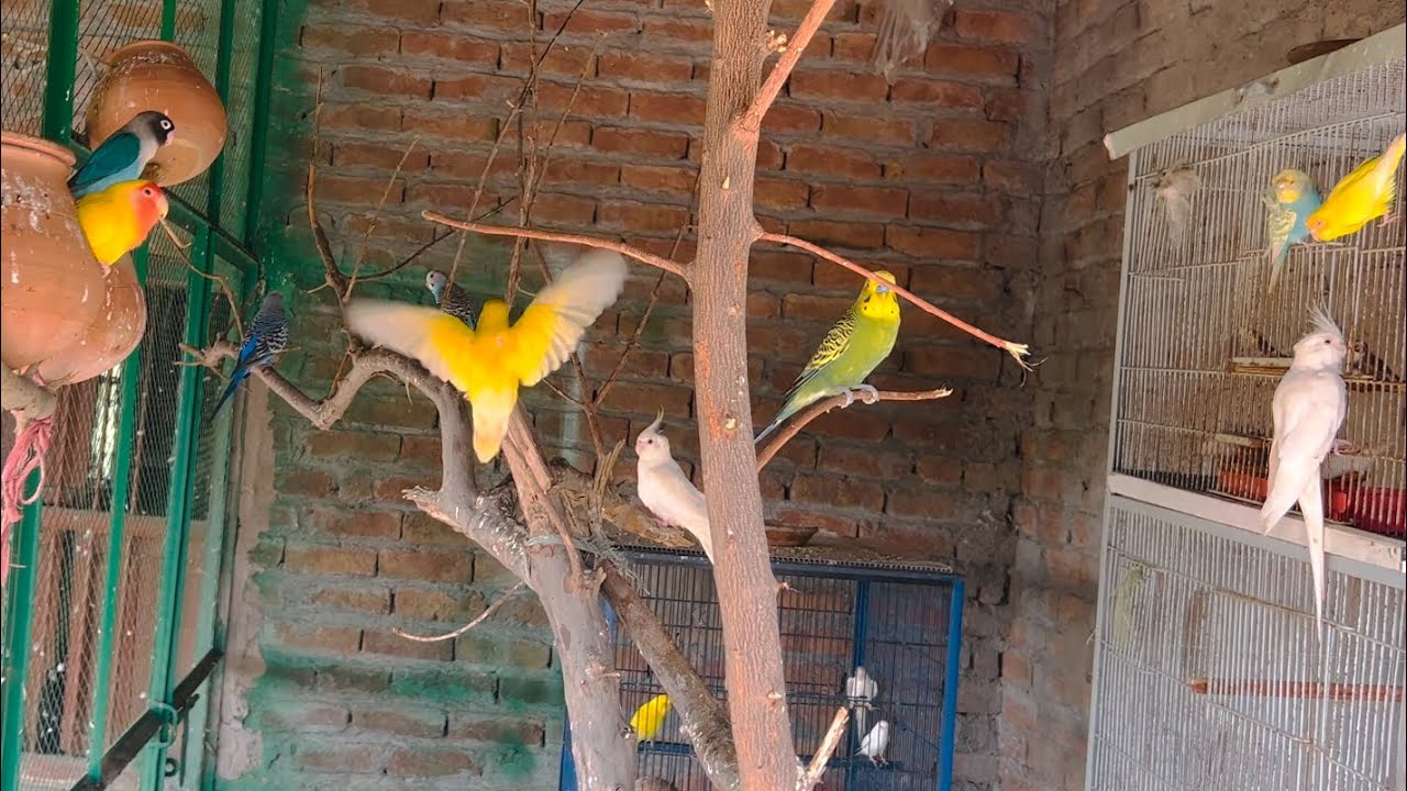 Havalley ma big surprise/village morning routine/ horse breeding in Pakistan/ Jutt 271