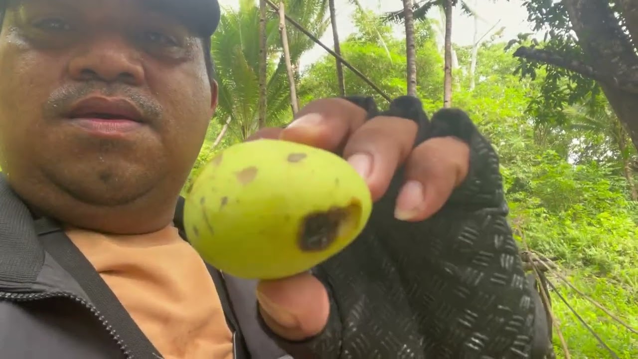 Walau Habis kecelakaan Rela Ikut Cari mangga😂😂#Mortaidaloha